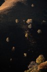 Scattered trees