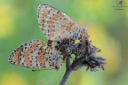 Dovrebbe trattarsi di Melitaea didyma (Esper, 1778) :)