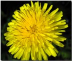 i colori della natura