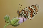 Melitea didyma