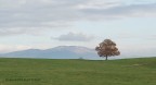 l albero