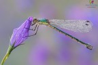 Lestes....