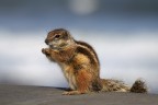 Canon 50D + Canon EF 100-400mm f/4.5-5.6 L IS USM  
250mm, 1/1000 f/5.6, ISO 125, mano libera.