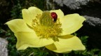 Coccinella