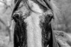 horse horse