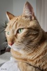 Il leone di casa