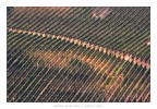 Vigneti Toscani