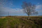 Texas Tree