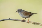 Passera scopaiola