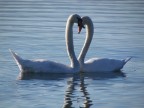 Innamorati al lago
