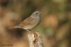 Passera scopaiola