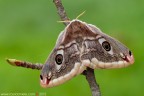 Saturnia (Eudia) pavoniella (Scopoli, 1763) (Lepidoptera - Saturniidae)

Canon EOS 7D + Sigma 180mm f/3.5 EX DG HSM Macro

Suggerimenti e critiche sempre ben accetti
[url=http://www.rossidaniele.com/HR/_MG12621copia-mdc-1500.jpg]Versione HR[/url]