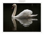 Sua maest .. il cigno!