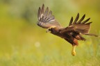 Falco di palude