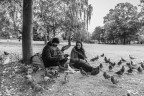 Pigeons