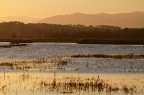 IMG_4189 - Padule di Fucecchio, 30/12/2015 ore 16:22. Molto freddo e molto vento, gli uccelli acquatici tutti fermi sulle "isolette" sparse che emergono dall'acqua, troppo lontano per tentare di fotografarli. Ogni tanto, un paio di falchi di palude vengono a fare la ronda torno torno, anche loro molto lontani e controluce.  Non resta che godersi il paesaggio per quanto possibile...