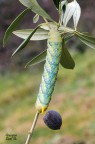 Acherontia Atropos