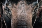 Un elefante al Bioparco di Roma