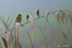 migliarino nella nebbia
