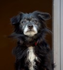 Qui comado io!!!! Qui comado io!!!!