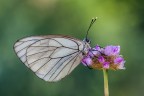 Aporia