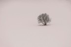 una presenza nel bianco