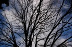 Albero e Nuvola