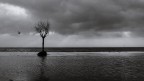 Solitario