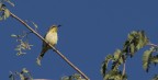 Colibri femmina