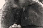 sad elephant
