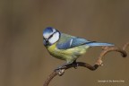 Cinciarella (Cyanistes caeruleus), c & c sono graditi, 
 Canon 1D Mk IV, Canon 400mm, iso 320, 1/800s, f 9, -0.33ev, capanno e reti mimetiche e reti.