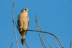 ..falco tinnunculus..
