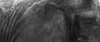 elephant texture