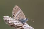 Pallida