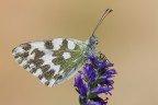 Pontia edusa