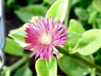 Primo "vero" primo piano a fiore...
Ha un po' di ragnatele, per...