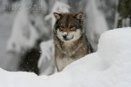 Bayerischer Wald