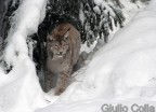 Lince