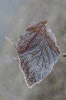 brina autunnale