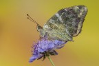 Arginnis pahia