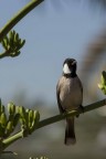 Bulbul