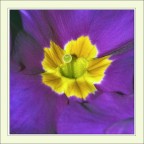 Primula