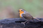 ..i'm robin..
