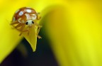 Mondo giallo...