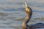Il cormorano giocoliere Il cormorano giocoliere