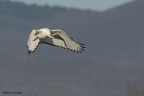 Ibis sacro