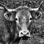 La mucca! La mucca!