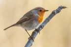 Pettirosso (Erithacus rubecula) Pettirosso (Erithacus rubecula)