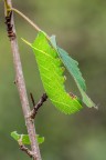 Laothoe populi