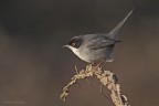 Occhiocotto